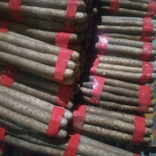 江门 白玉山药