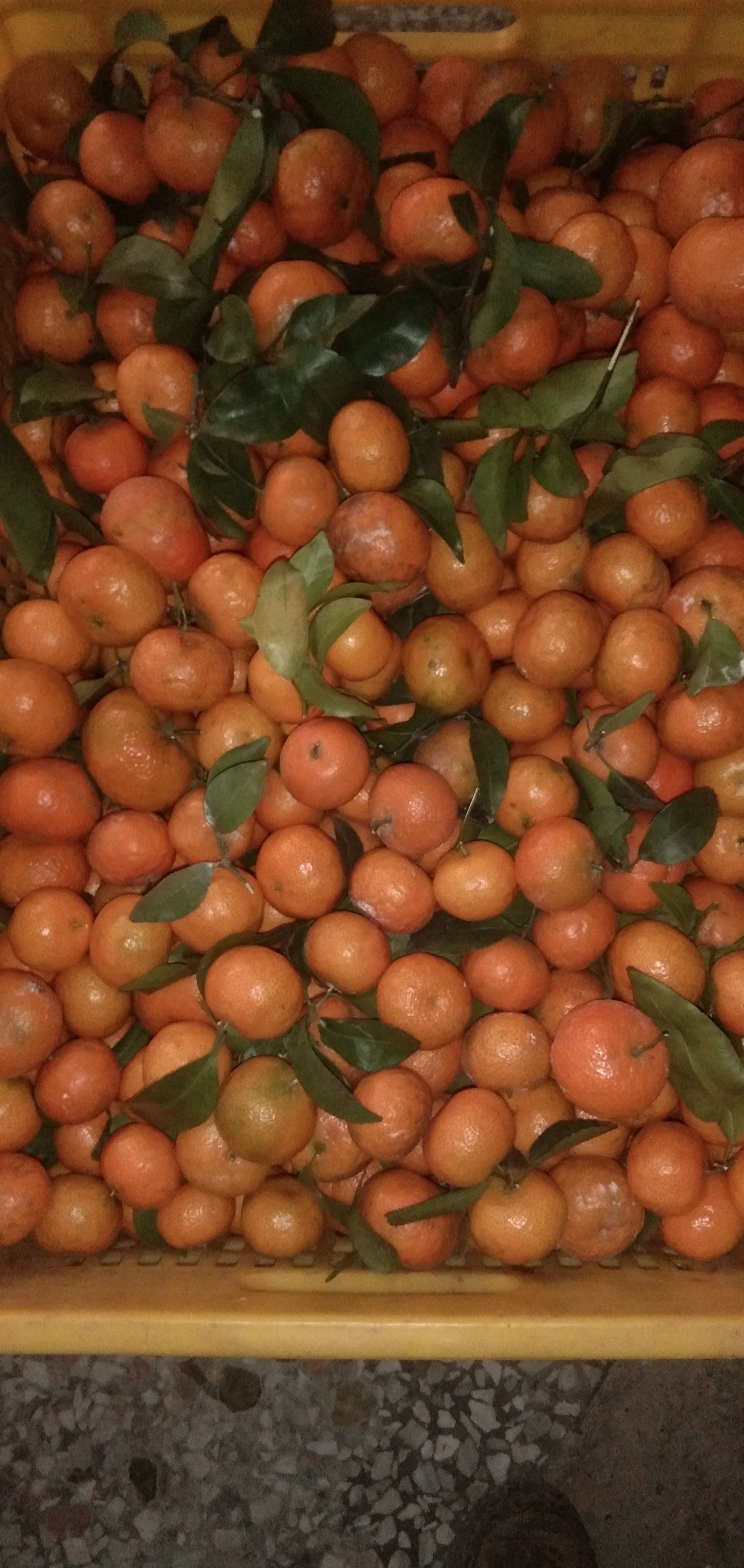  本地沙糖桔价钱便宜，希望各地老板前来定购