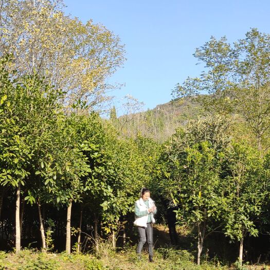 宜春八月桂 8月桂花树，金桂，红桂