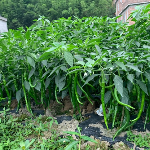 绥宁县二荆条辣椒苗 线椒苗，螺线椒苗