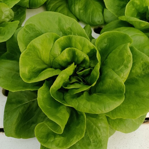 保定意大利生菜 波士顿奶油生菜200斤
