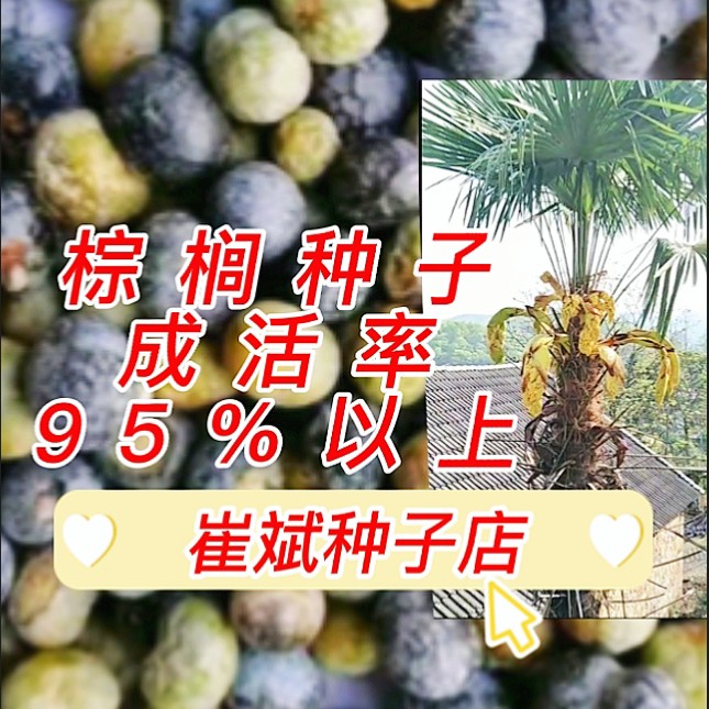 兴仁市棕榈种子   棕榈树种子  一斤起发货 量大优惠并包邮