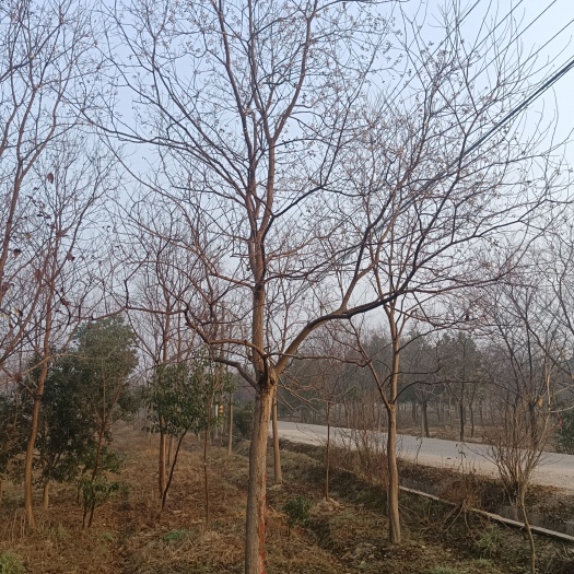 长兴县 乌桕