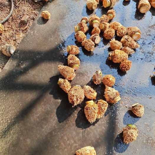 需要楠竹根适合雕刻金蝉已煮好处理过，3.5－10公分的都有
