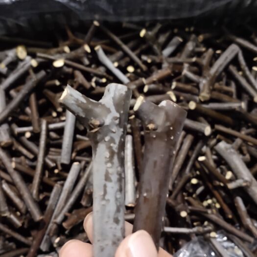 滨州沾化冬枣接穗 1号接穗 二代接穗 高品质产量高 易管理