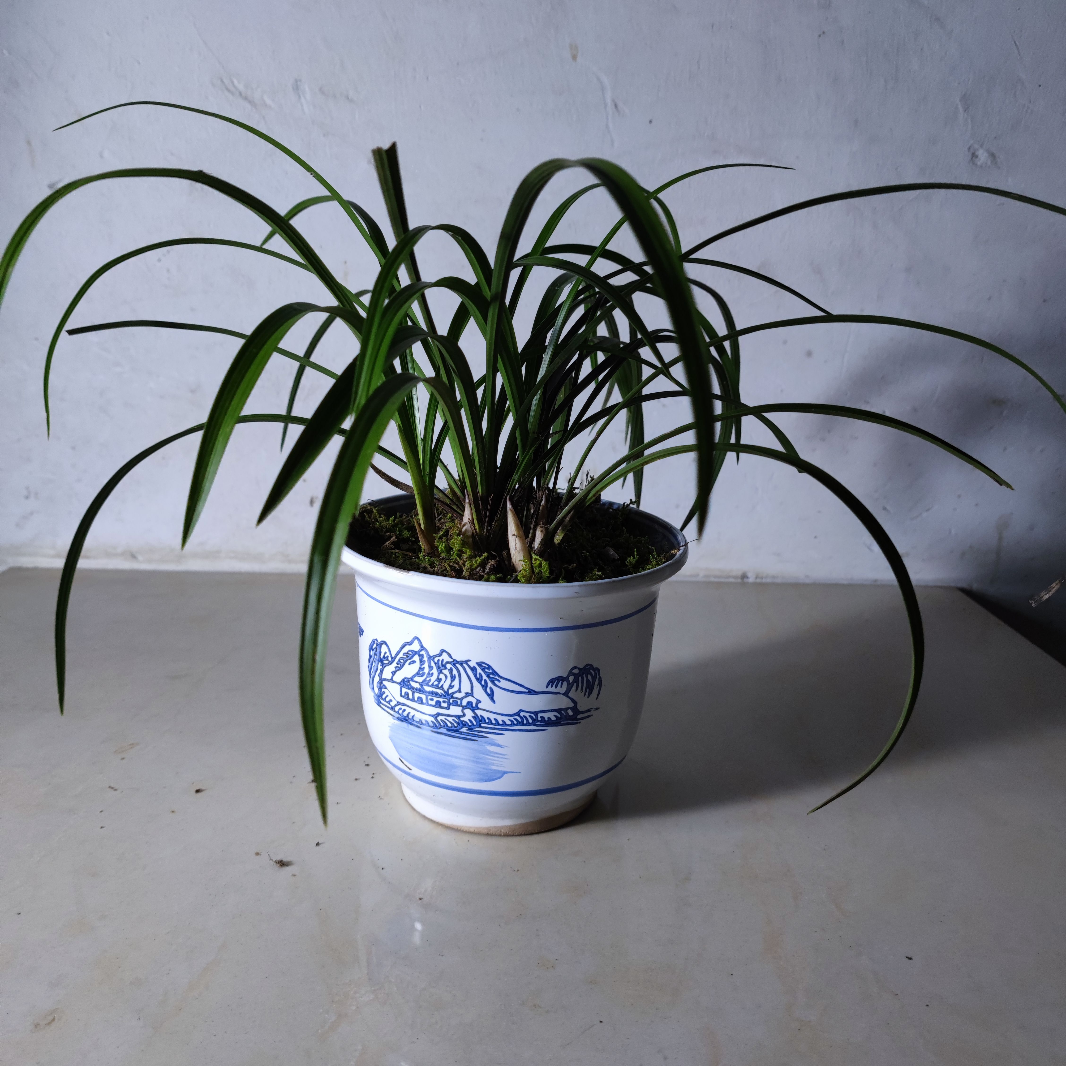 春兰20棵苗起拍绿植花卉兰花苗兰花草盆景邮费一件8块多购优惠