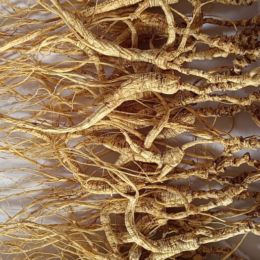 抚松县山参 林下参籽货