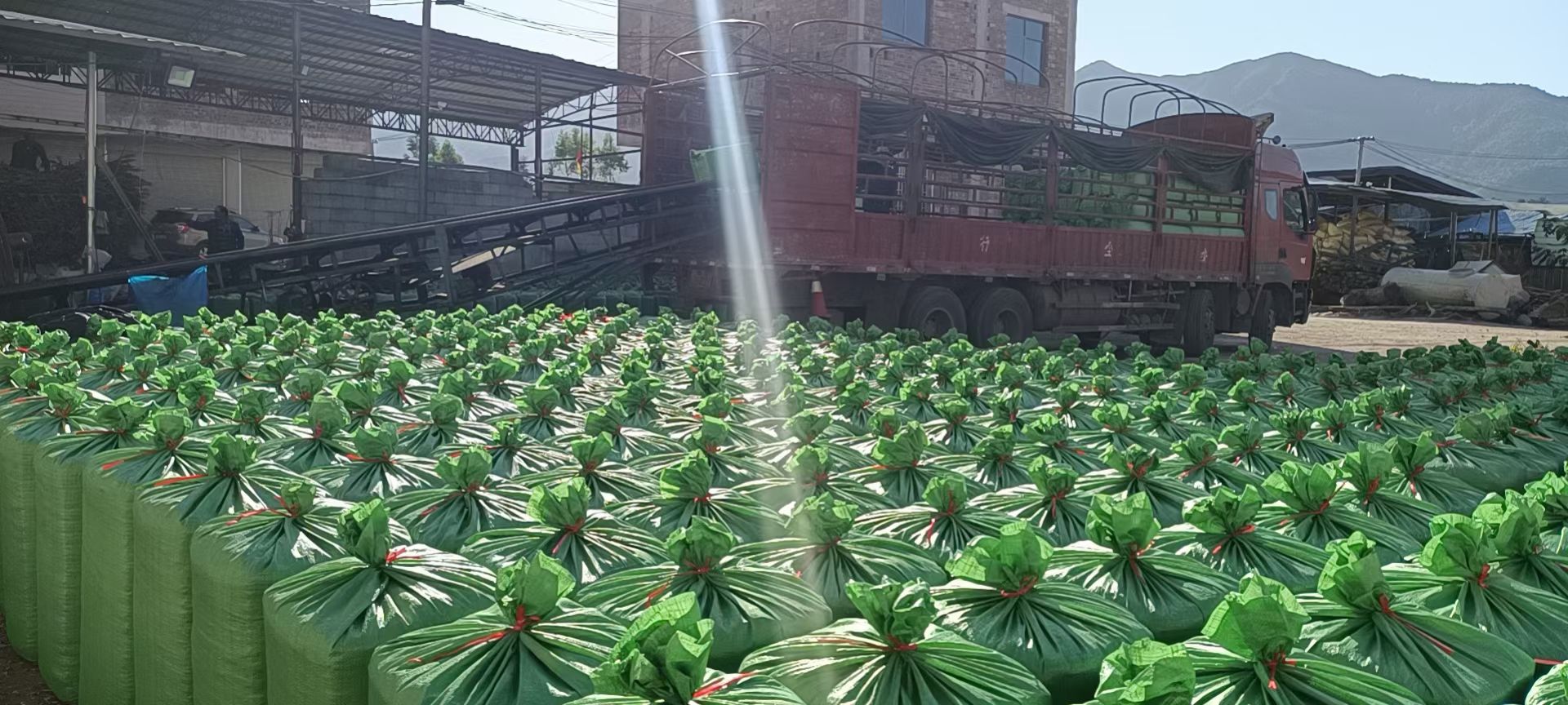 蔗尾青贮饲料 甘蔗尾打包料，牛羊青储饲料，价格实惠质量保证