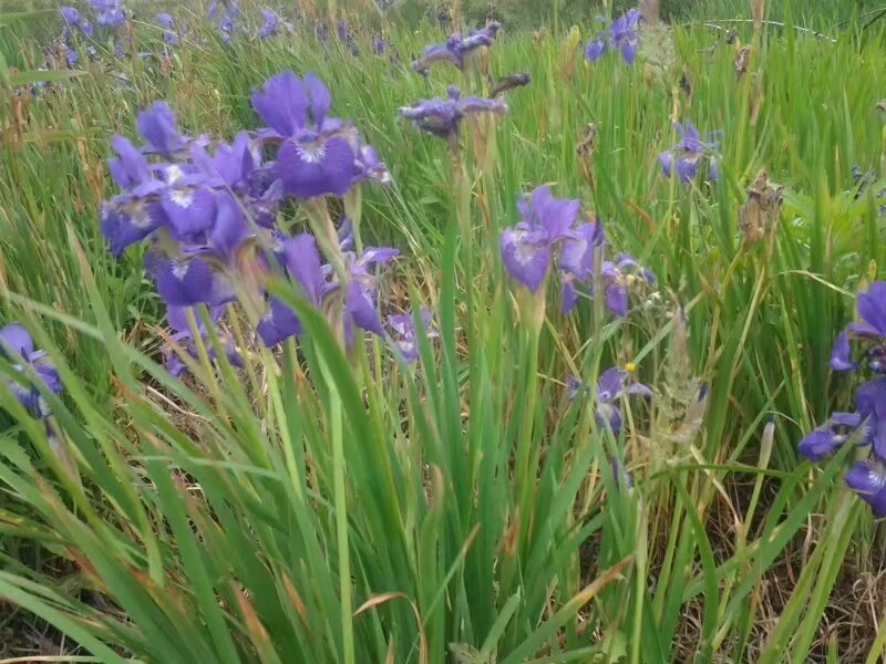 鸢尾