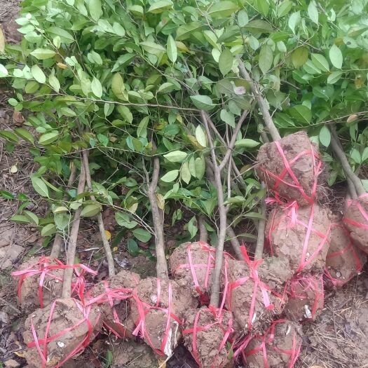 重庆市蚊母树苗，量大