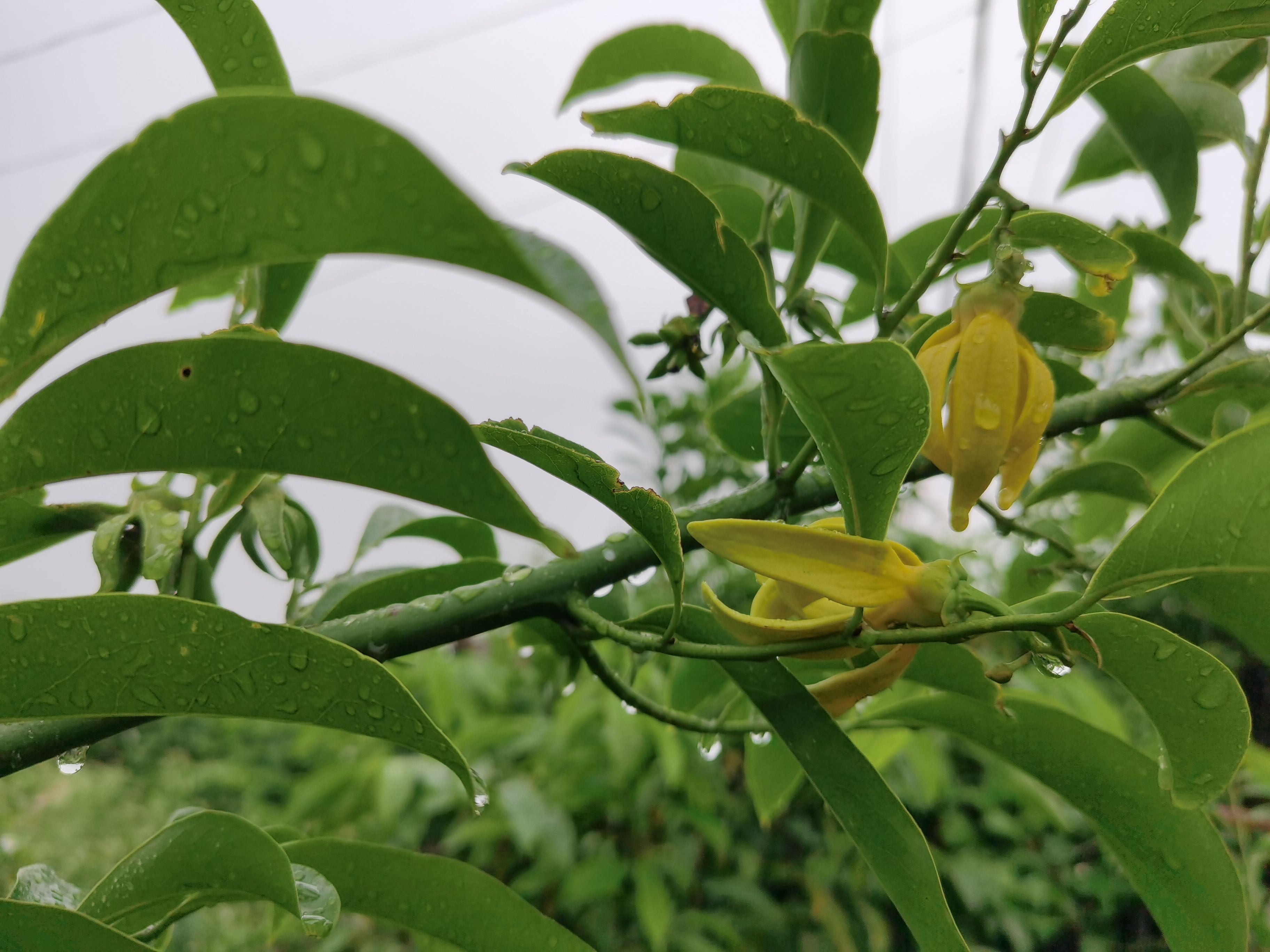 鸡爪花苗 鹰爪花，10年开花苗。