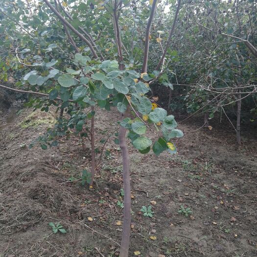 泰安3公分黄栌，5公分黄栌+6公分黄栌，黄栌种植基地