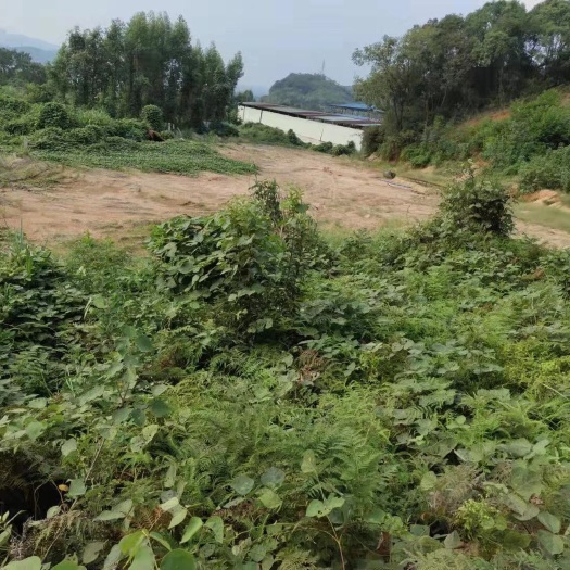 韶关旱地 广东韶关曲江20亩空地