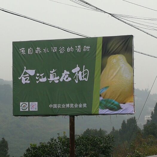 合江县柚子 合江真龙柚