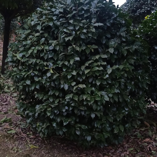 重庆市 茶花