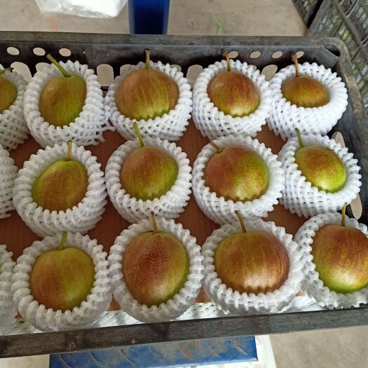 赵县 精品新梨七号