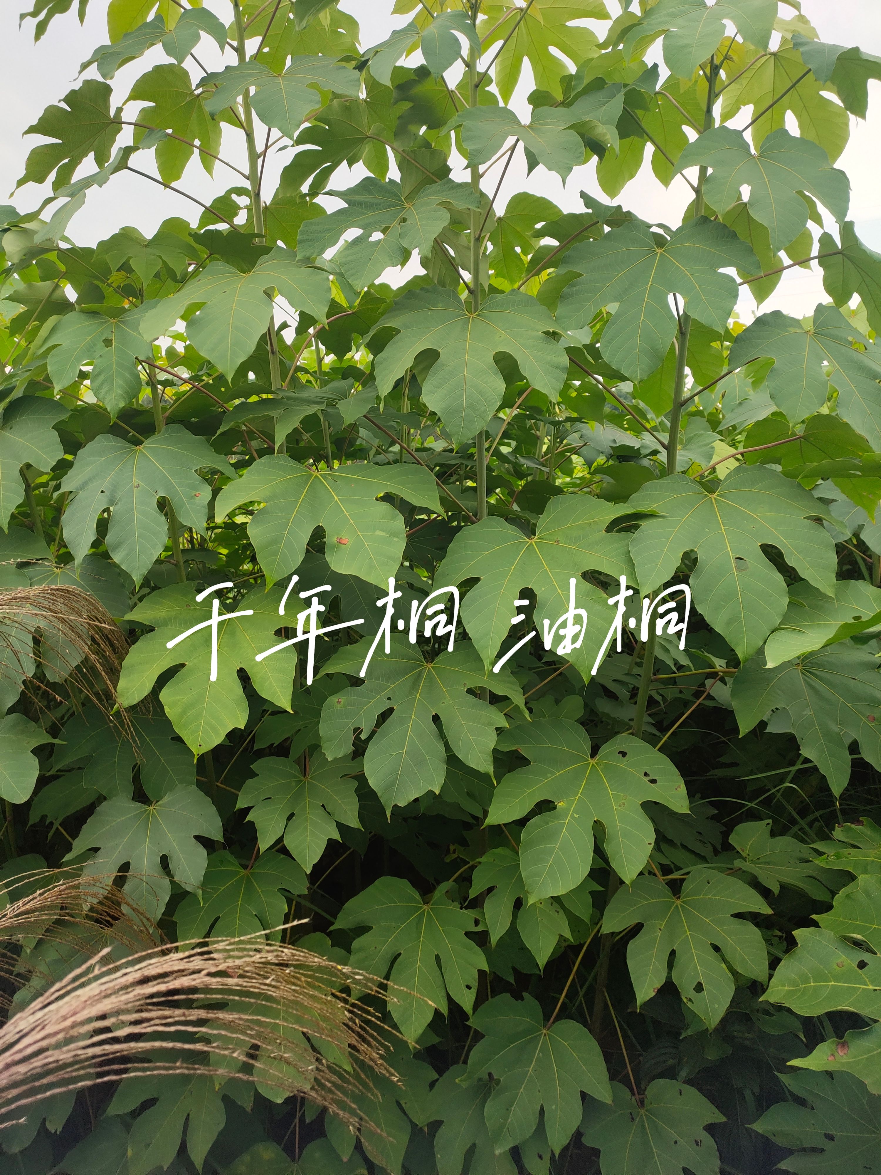 大型油桐苗基地 现场起苗发去贵州的千年桐树苗