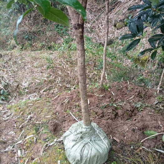 苍溪县四季桂 桂花树