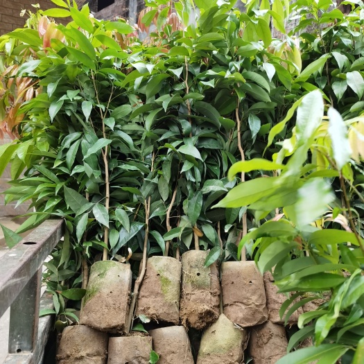 灵山县妃子笑荔枝苗 荔枝实生苗