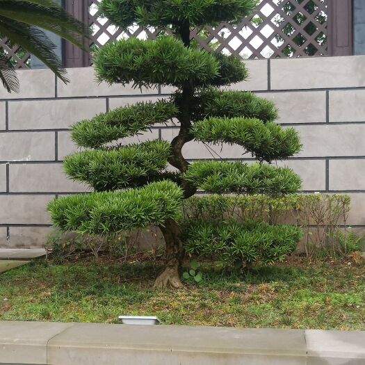 造型罗汉松