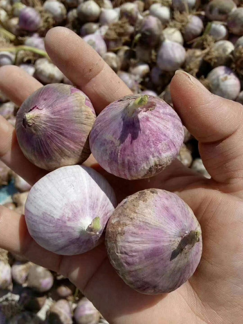  云南紫皮大蒜，独头蒜，湿蒜，现挖现发
