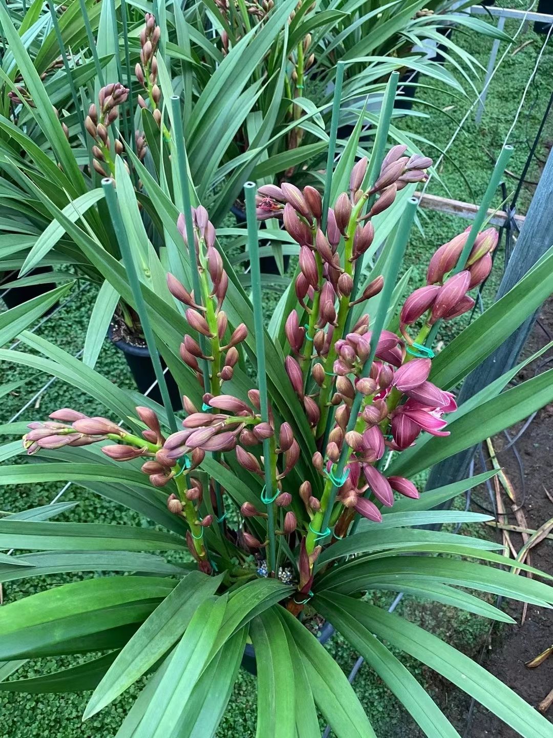 大花惠兰 大花卉兰种植基地批发