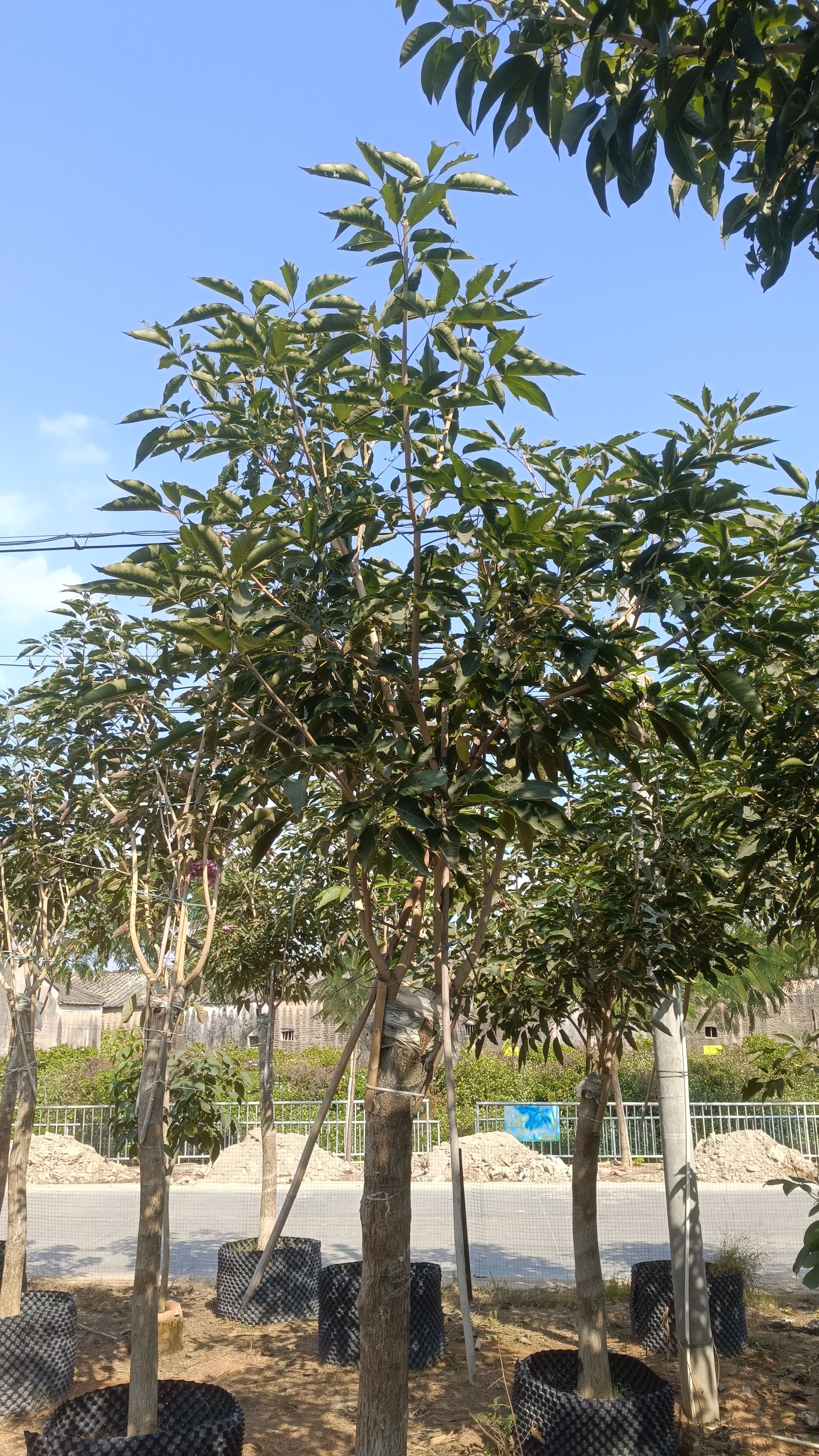 普宁市紫花风铃木 绣球 7-14