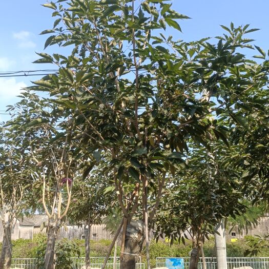 普宁市紫花风铃木 绣球 7-14