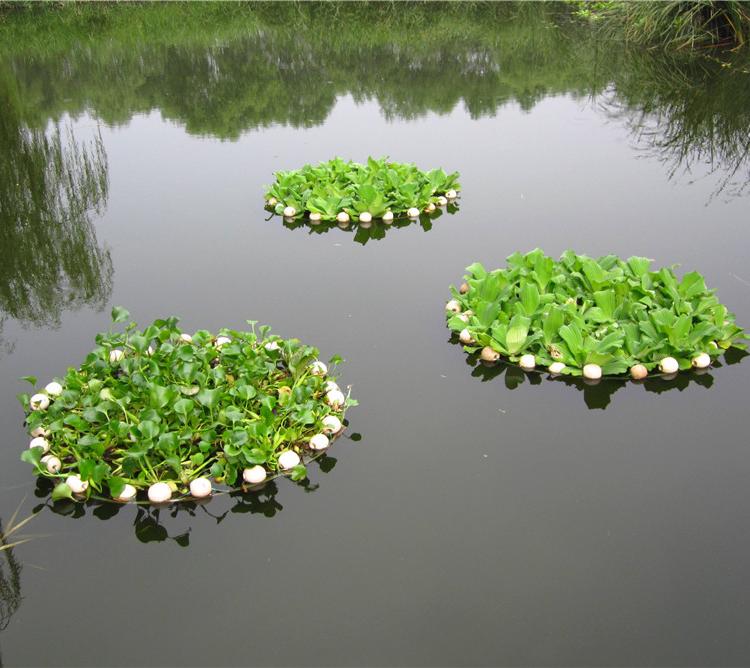  水葫芦