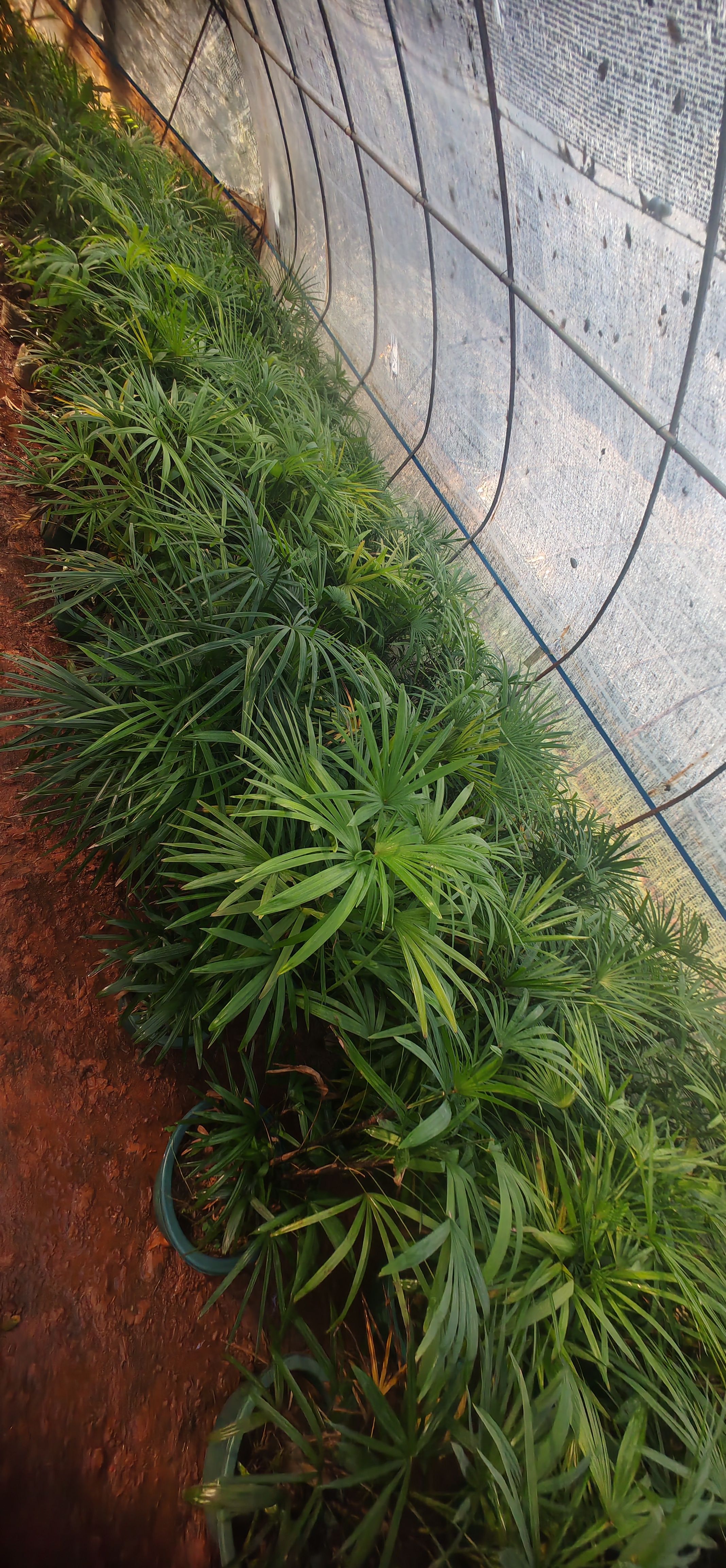  丛生细叶棕竹，冠幅好！