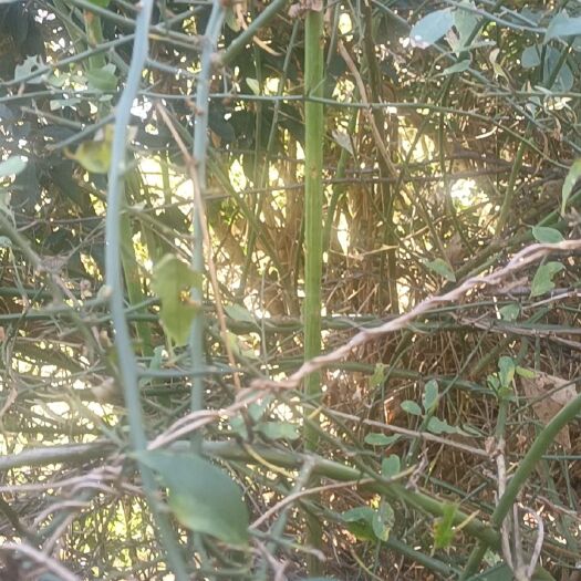 禄丰市无刺蔷薇 无刺墙薇