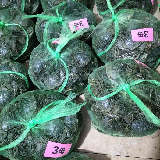 武汉大闸蟹 螃蟹大量有货