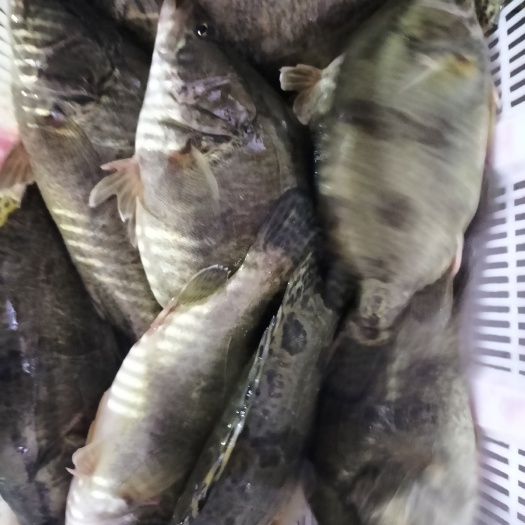 翘嘴鳜 