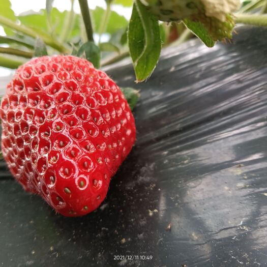 武汉 红颜草莓  香香甜甜