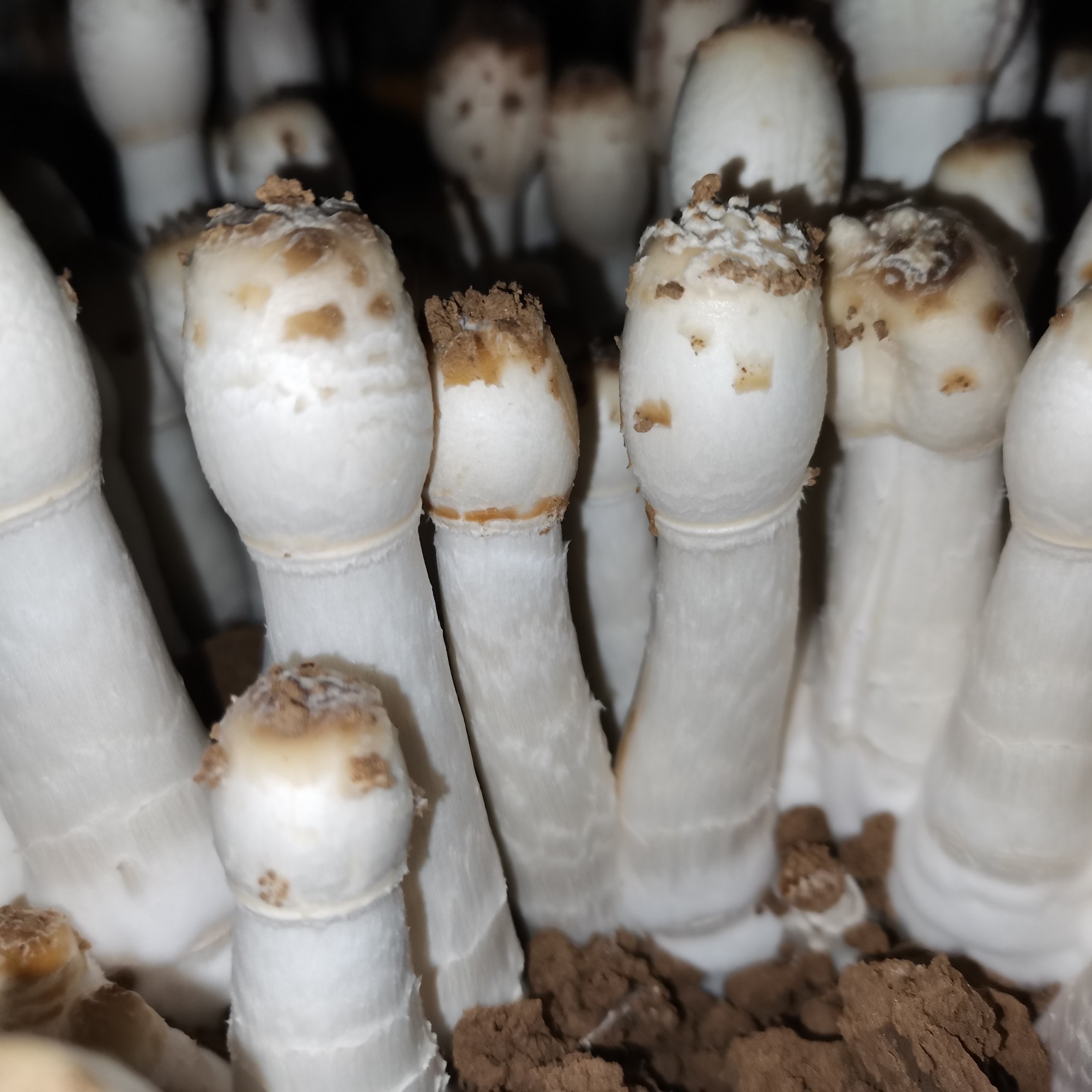  带泥鸡腿菇毛头鬼伞现摘现发常年直供20斤起批发新鲜鸡腿蘑菇