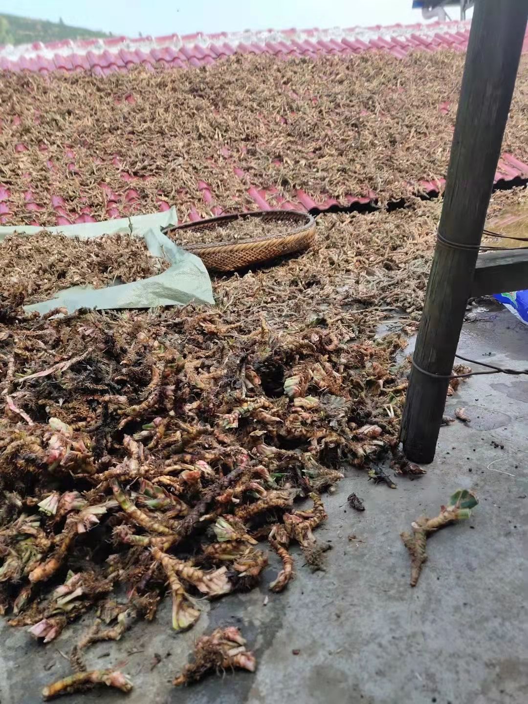  石菖蒲