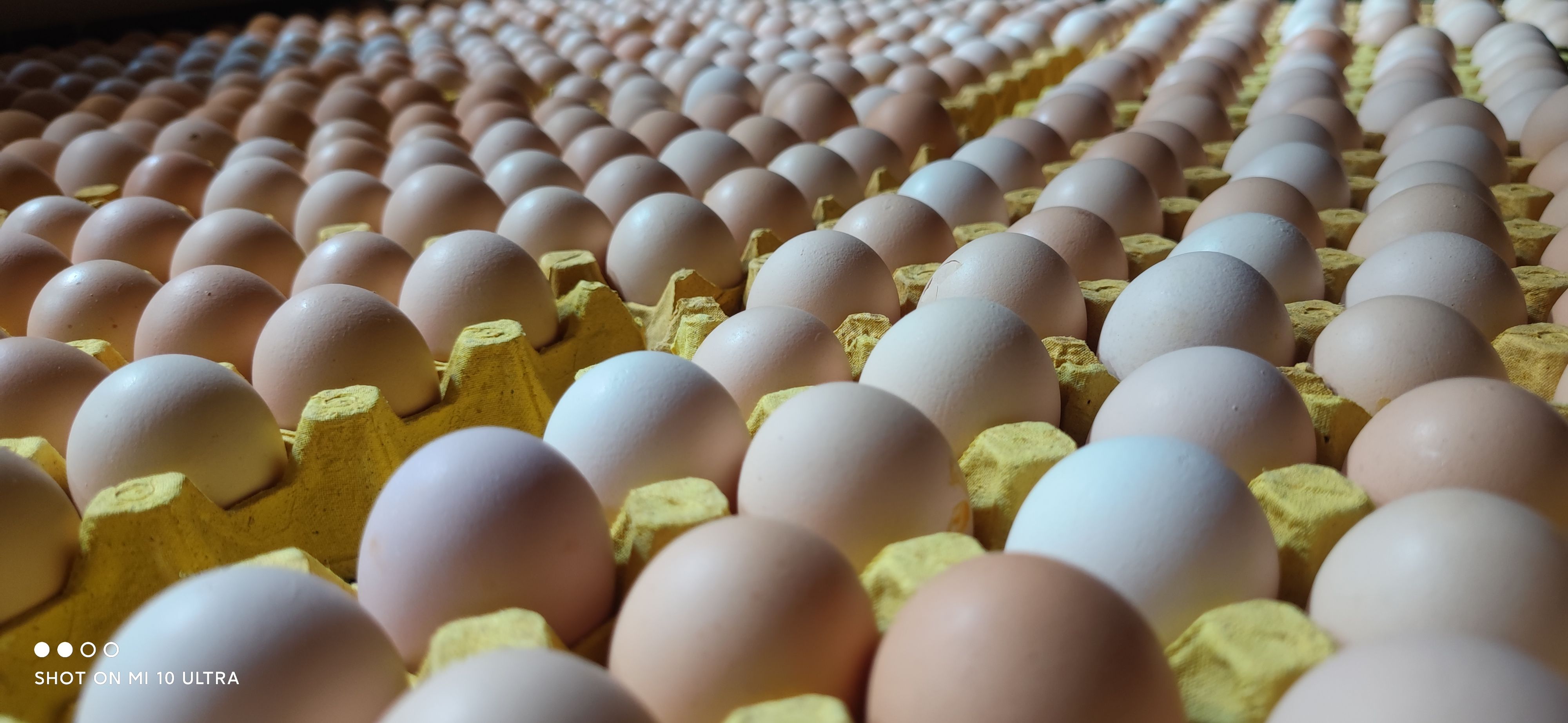 土鸡蛋  土鸡蛋 粉蛋 草鸡蛋 虫草蛋 富硒蛋 炒出金黄