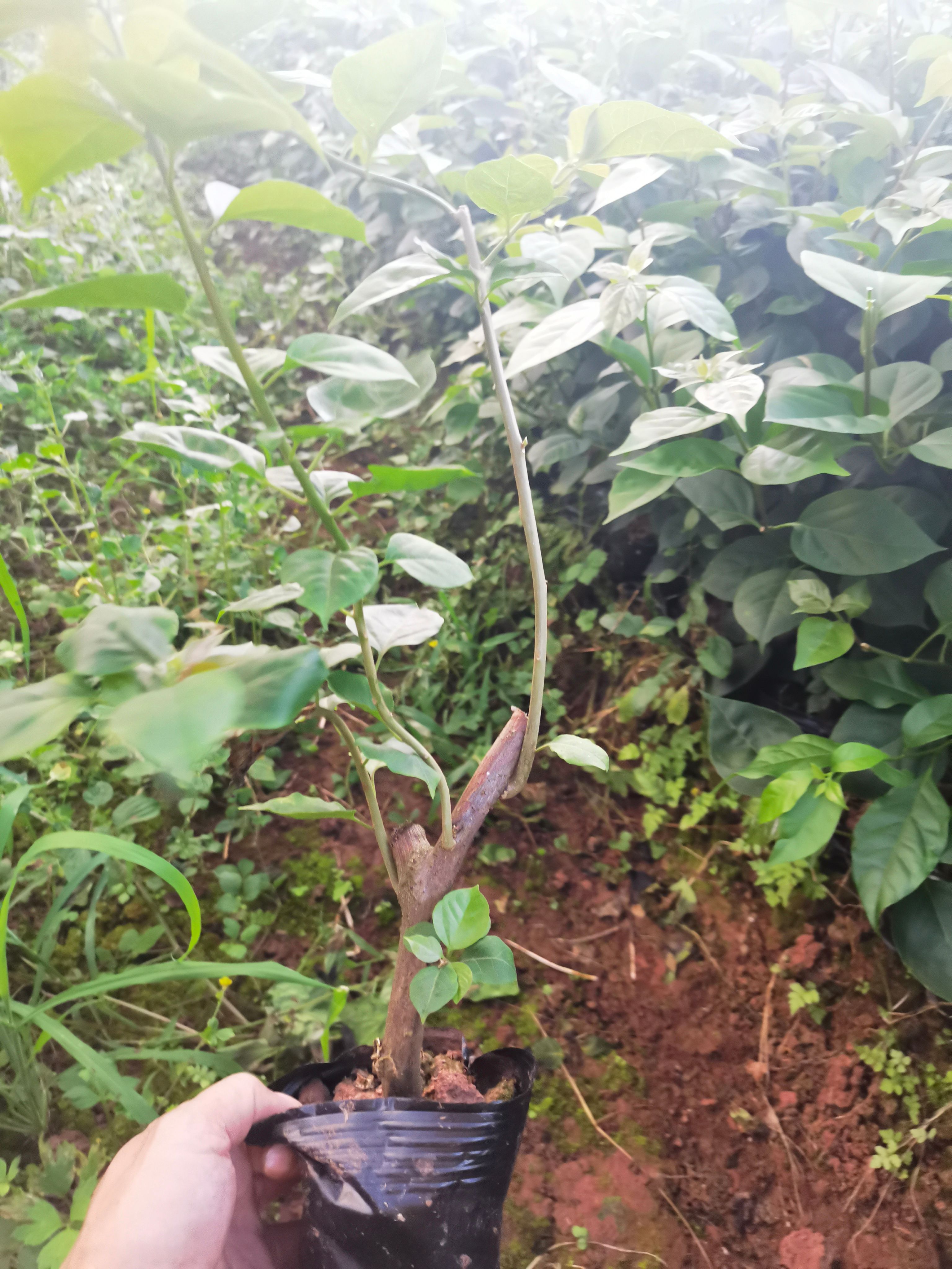 大红三角梅 三角梅杯苗