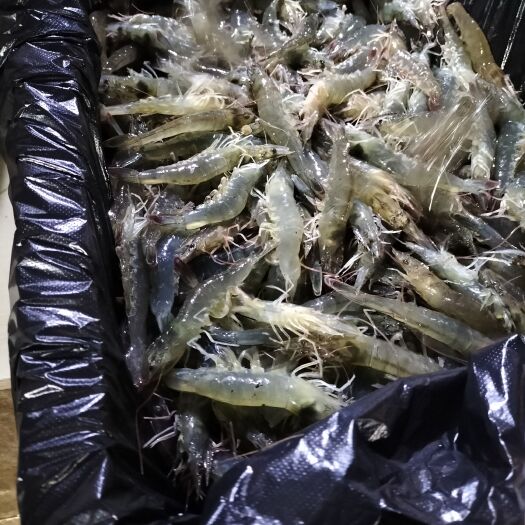 近缘新对虾 鲜活水产 