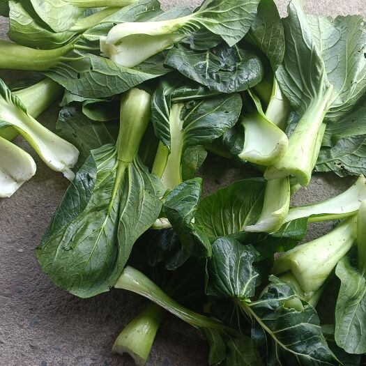 如皋市冬寒菜 苏州青菜叶，进食品加工厂方便，省时省效