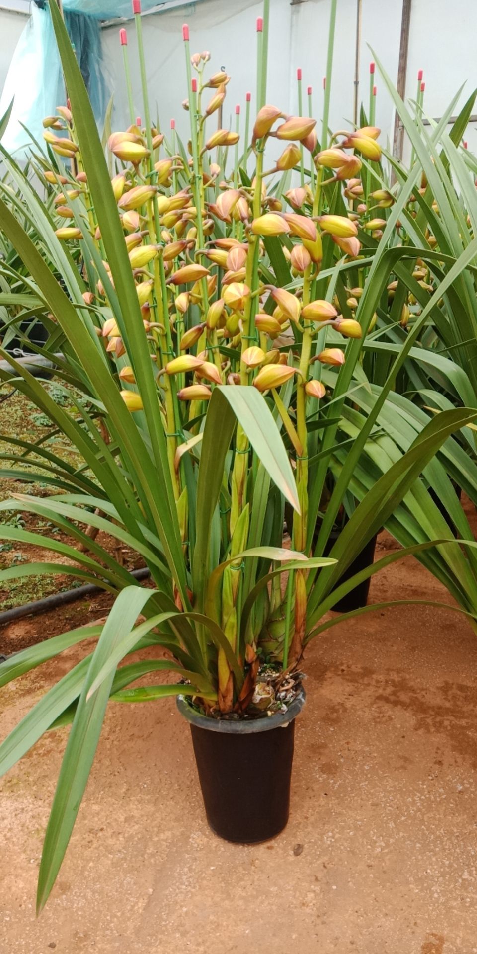 大花惠兰 大花卉兰种植基地批发
