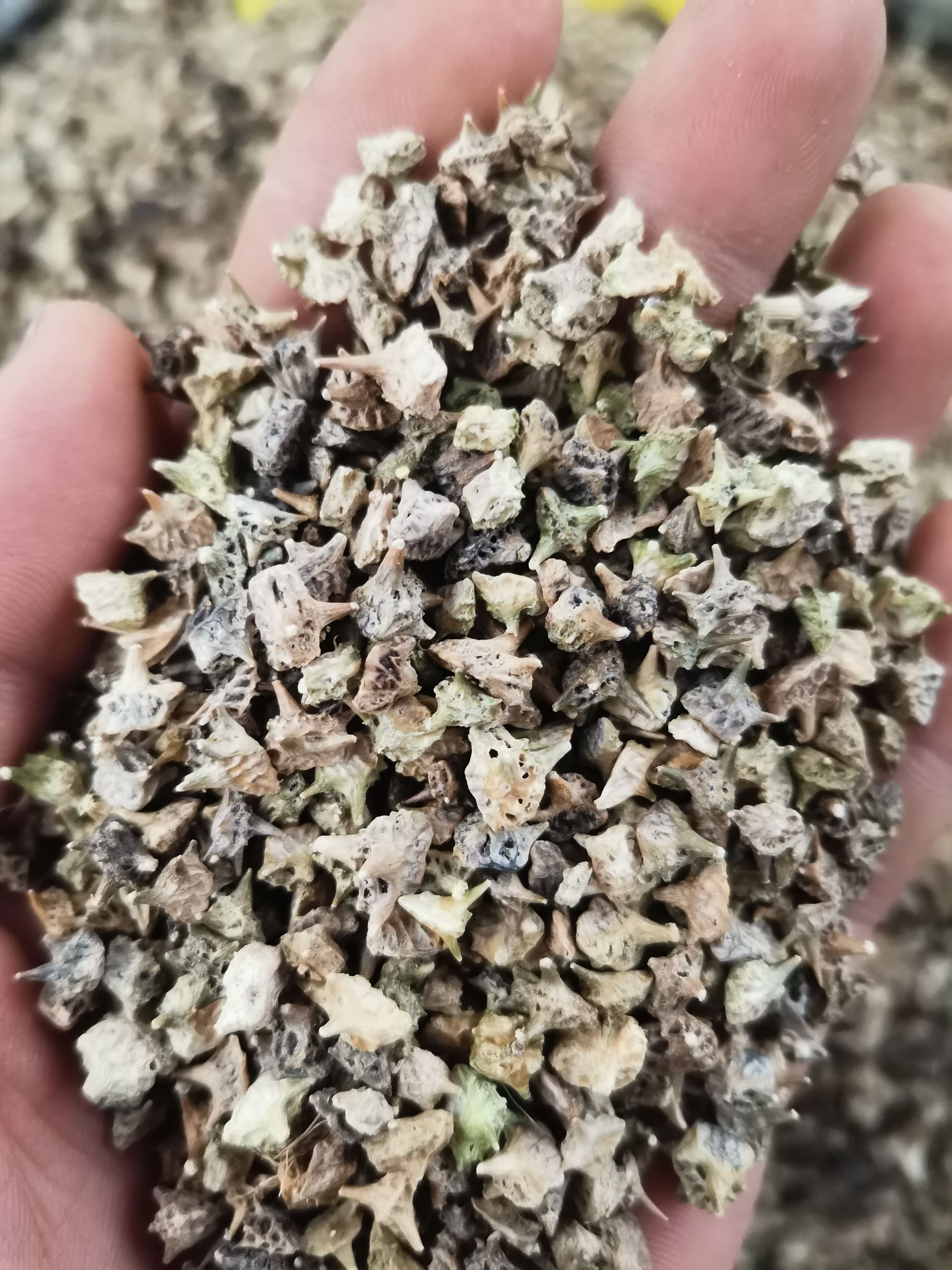 刺蒺藜白蒺藜无硫中药材