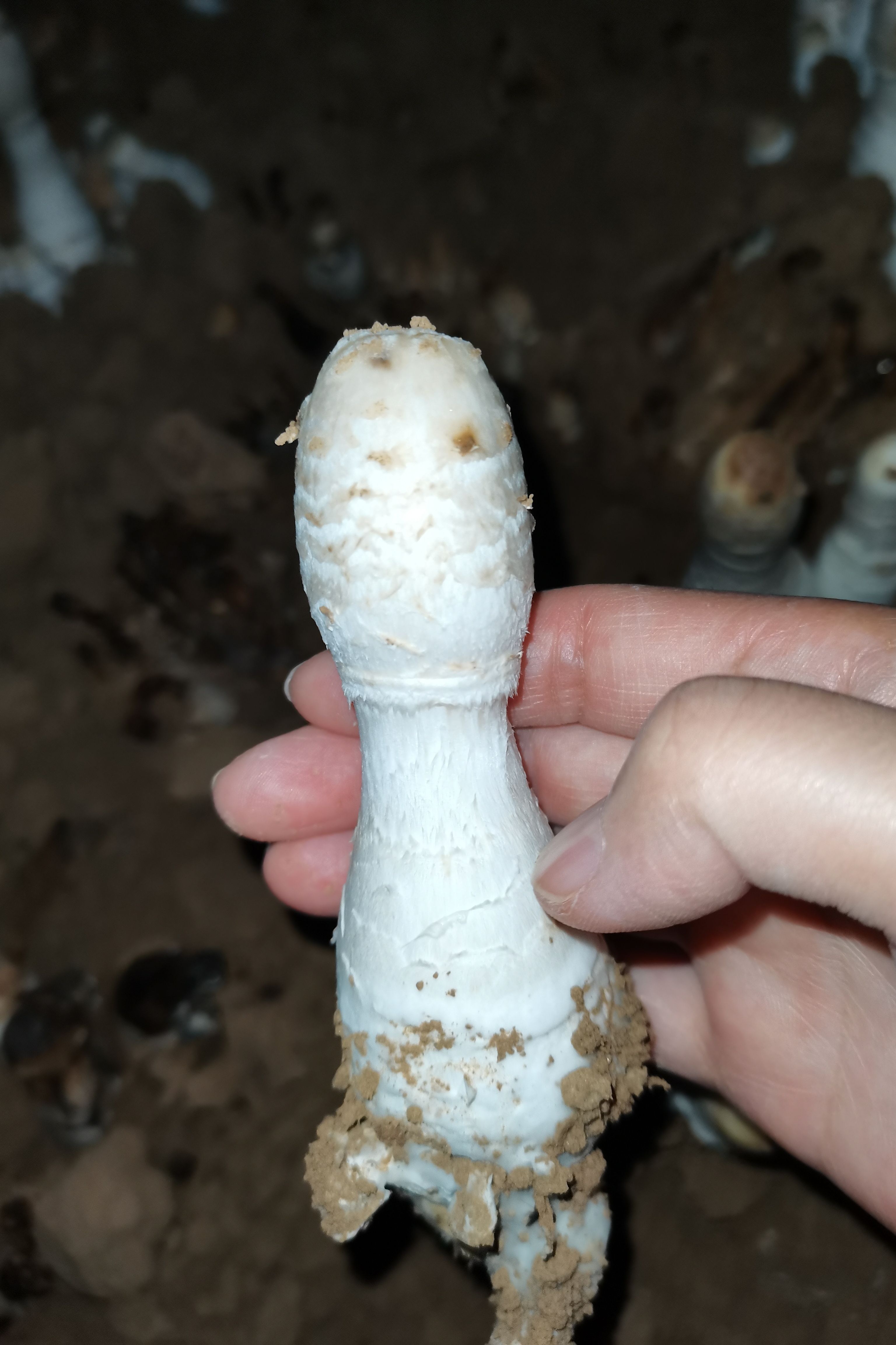  带泥鸡腿菇毛头鬼伞现摘现发常年直供20斤起批发新鲜鸡腿蘑菇