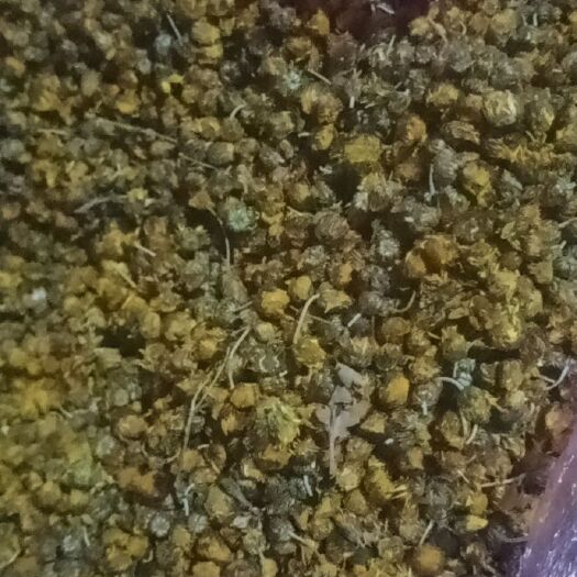 阳新县菊花