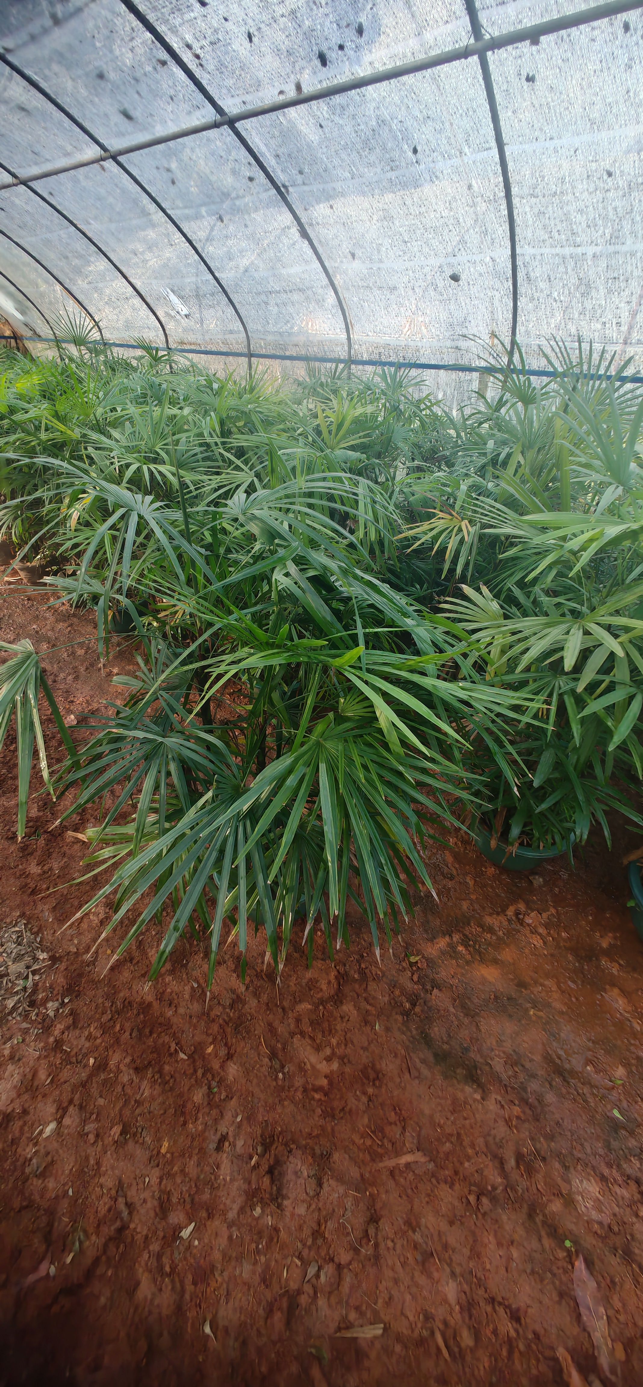  丛生细叶棕竹，冠幅好！