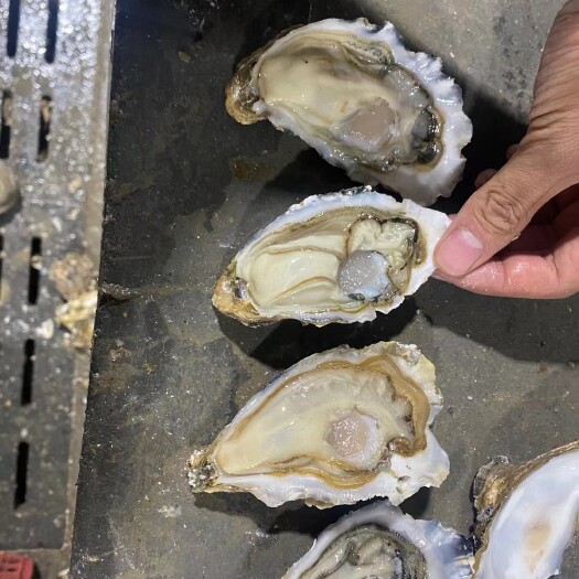 净化蚝 正宗乳山生蚝薄壳二倍开始出货
