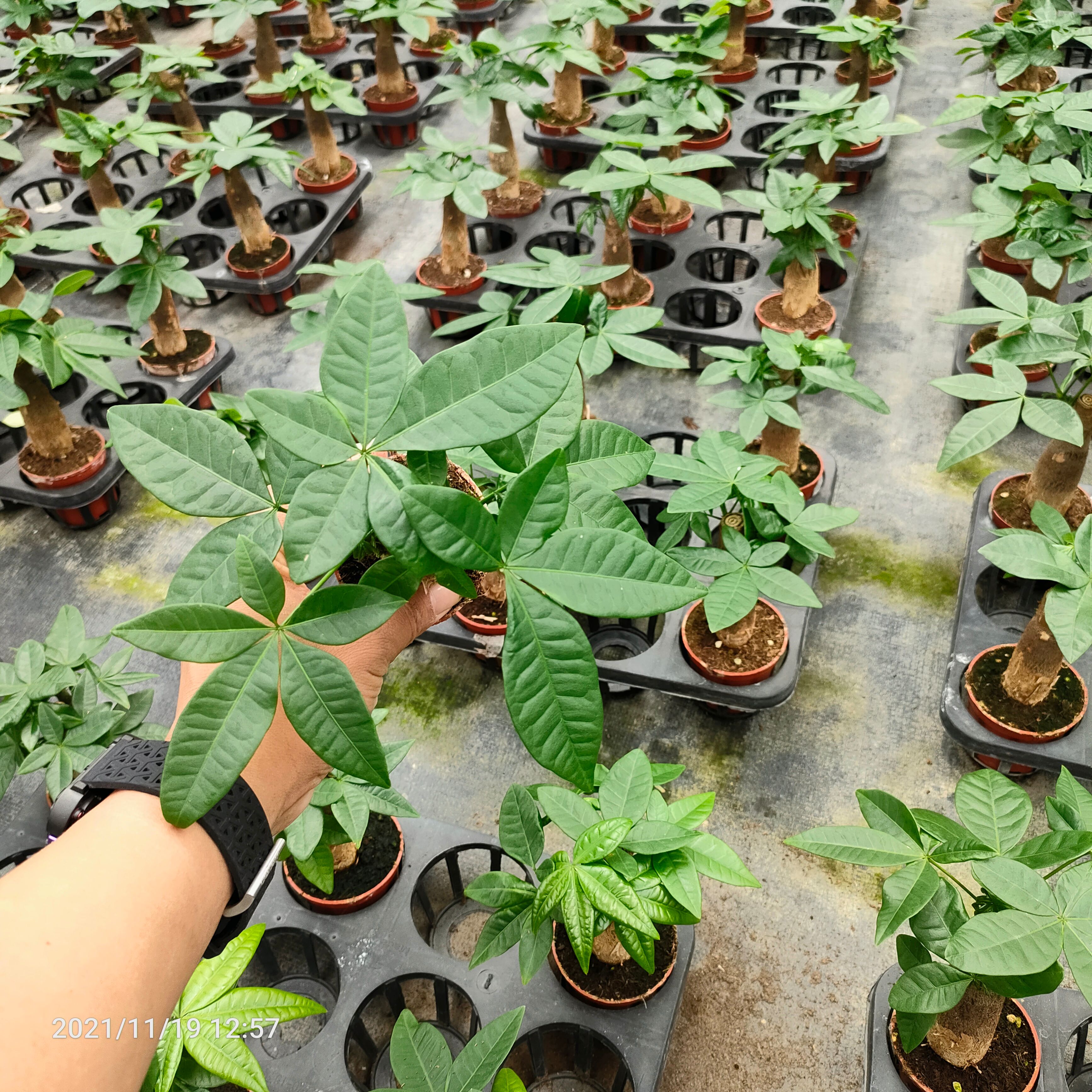 各种小规格发财树，各大电商平台爆品。