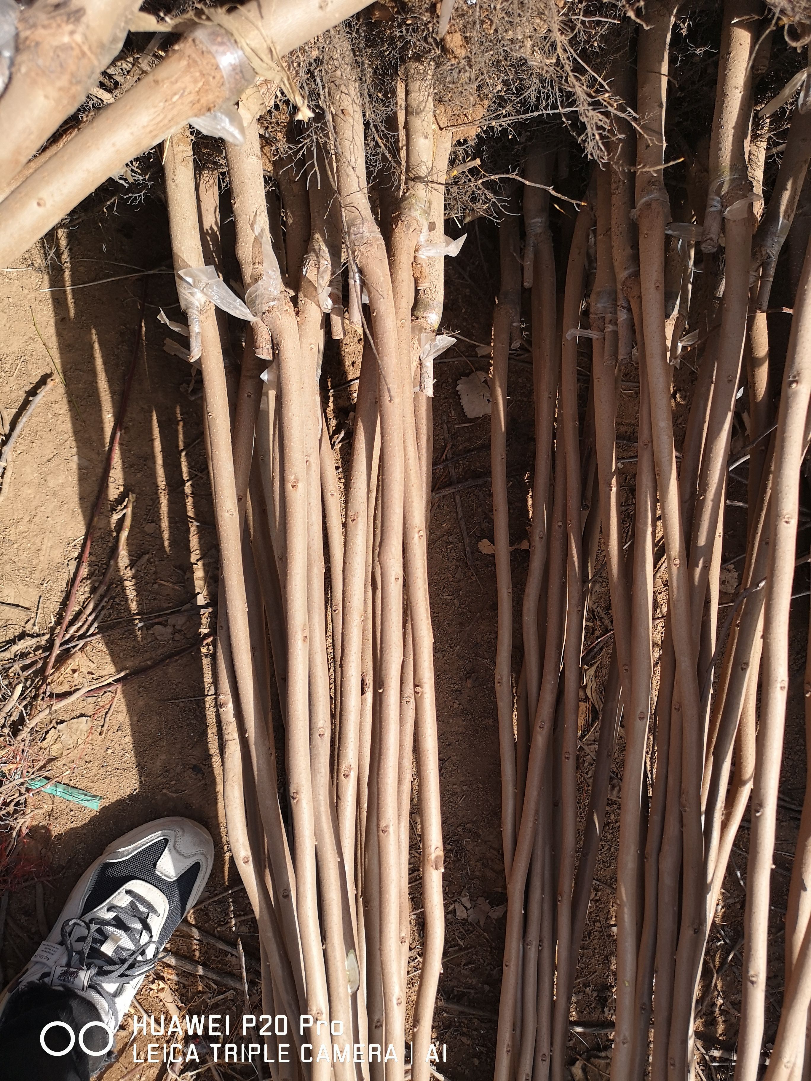 牛心柿苗 牛心柿子树苗，品种纯度高，自产自销