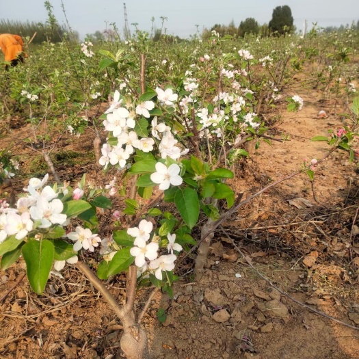 武陟县苹果树苗 盆栽苹果树，当年挂果，量大从优