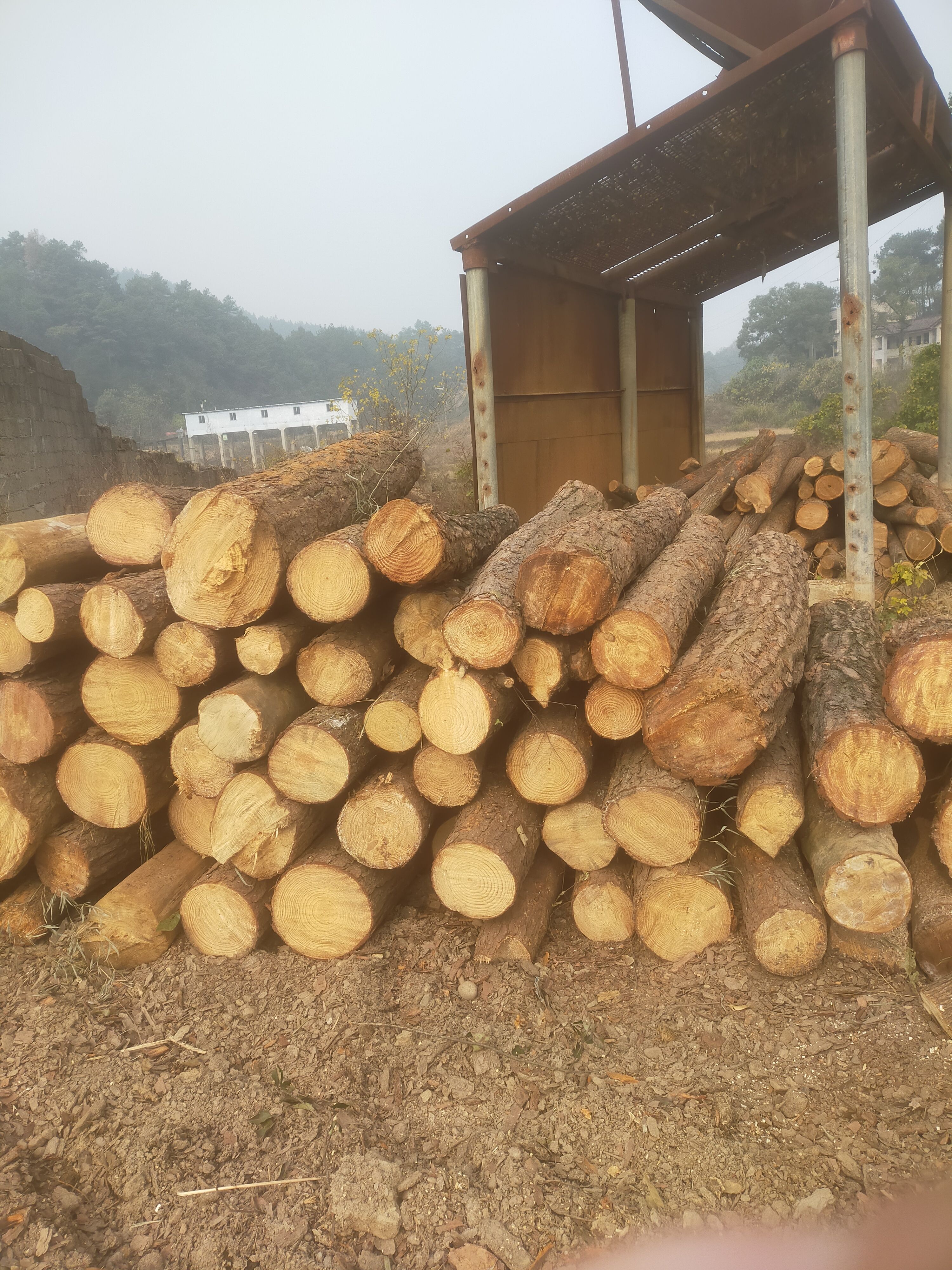 黑皮油松 1-2米 12公分起 20公分以上 1~2米 裸根发货 